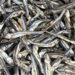اخذ مجوز صدور پروانه بهداشتی صادرات ماهی خشک برای نخستین بار در کشور