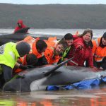 ببینید | تصویری دلخراش از خودکشی دسته‌جمعی نهنگ‌ها