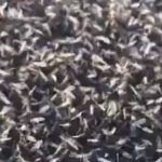 ببینید | حمله بی‌سابقه و میلیونی حشرات بالدار به شهری در روسیه