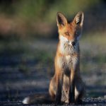 ببینید | نجات روباه گرفتار در حصار فلزی در نظرآباد