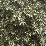 برداشت زیتون سبز در باغات قزوین آغاز شد