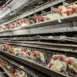 اعلام نرخ جدید مصوب مرغ تا ۱۰ روز آینده
