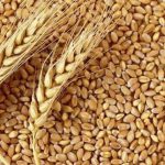 افزایش قیمت گندم و خوراک دام در بازارهای جهانی