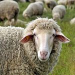 ببینید | قیمت یک راس گوسفند در خارج از کشور چقدر است؟