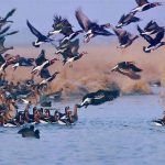 جنایت علیه محیط زیست و پرندگان مهاجر در خوزستان/ تصاویر
