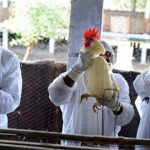 آنچه امسال خطر انتقال آنفلوآنزای پرندگان را بیشتر کرده است