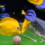 ببینید | ماهی‌ها فوتبالیست می‌شوند