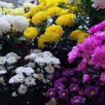 تور مجازی جشنواره گل‌های داوودی کاخ مروارید را از دست ندهید
