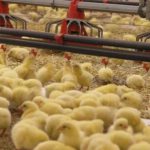 رشد ۸درصدی جوجه ریزی در واحدهای پرورش مرغ استان قزوین