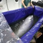 انتقال تنها دلفین برج میلاد تهران به کیش