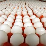 تا پایان سال مشکلی در تأمین نهاده دامی نداریم/ آغاز توزیع تخم‌مرغ با قیمت مصوب از امروز در تهران