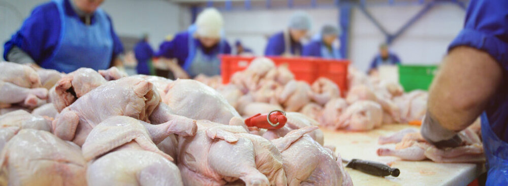 افزایش تقاضا برای خرید مرغ در بازار؛‌ هر کیلو مرغ چند شد؟